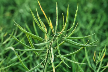 Rapeseed seed pods, close up Stems of rapeseed, Green Rapeseed field