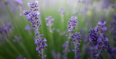 Lavender flowers. Bright blue and purple flowers. Selective focus. A wonderful natural background.