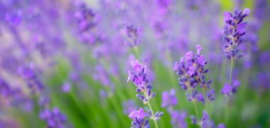 Lavender flowers. Bright blue and purple flowers. Selective focus. A wonderful natural background.
