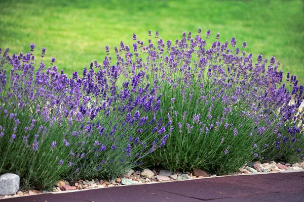 Lavender flowers on a flower bed near the house. Landscape design of a private estate.