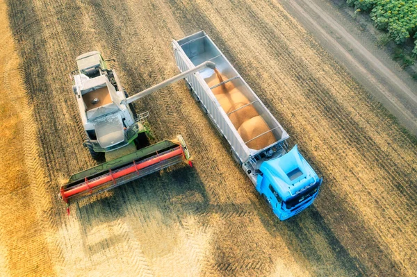 The combine delivers threshed grain to the truck. Harvest season in agricultural fields. Harvest in the south of Ukraine.