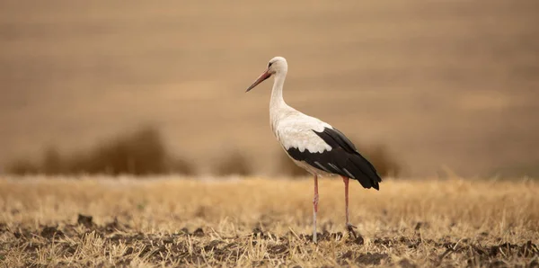 Stork Mowed Field Eats Rodents Other Pests Rare Bird Fotos De Stock