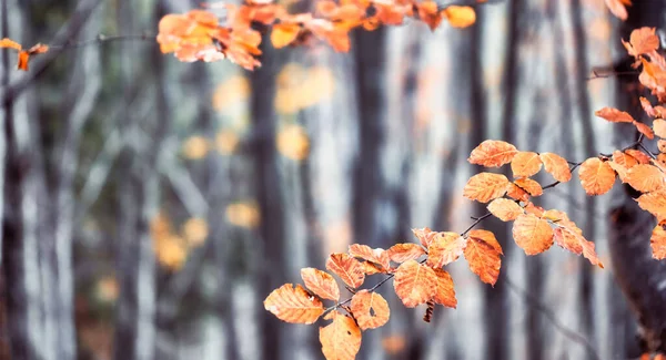 Autumn Beech Forest Large Level Trees Yellow Leaves Trees Ground — Stock Fotó