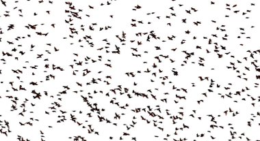 A large flock of starlings on a white background.