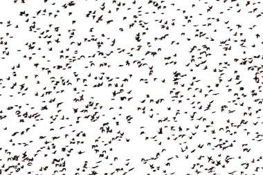 A large flock of starlings on a white background.