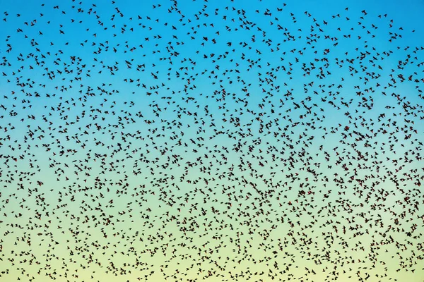 Grande Grupo Pássaros Voando Contra Fundo Céu Amarelo Azul Noite — Fotografia de Stock