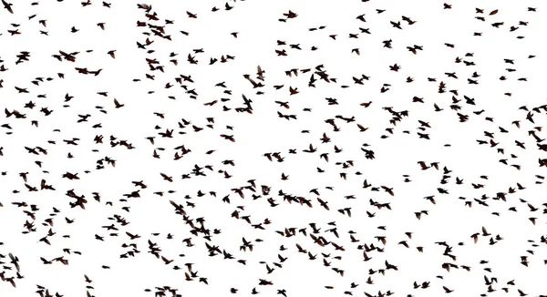 Large Flock Starlings White Background — Fotografia de Stock