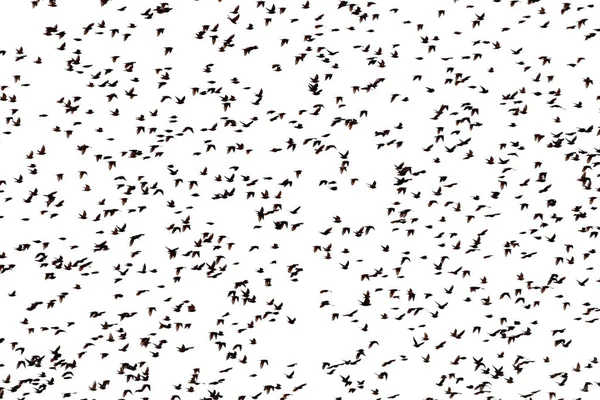 Large Flock Starlings White Background — Fotografia de Stock