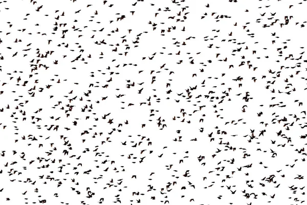 Large Flock Starlings White Background — Fotografia de Stock