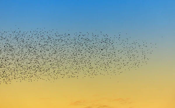 Grand Groupe Oiseaux Volant Sur Fond Ciel Jaune Bleu Soir — Photo