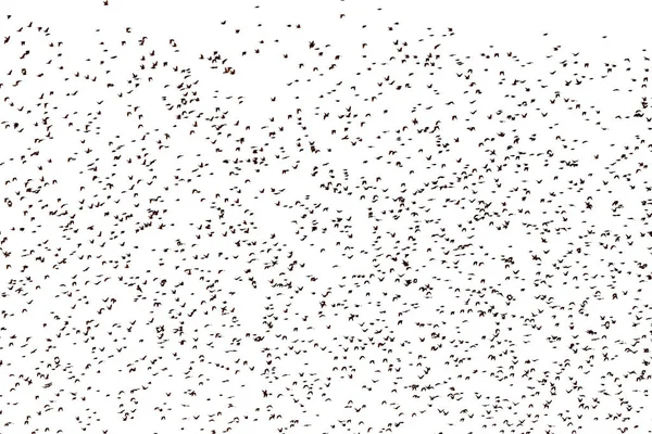 Large Flock Starlings White Background — ストック写真