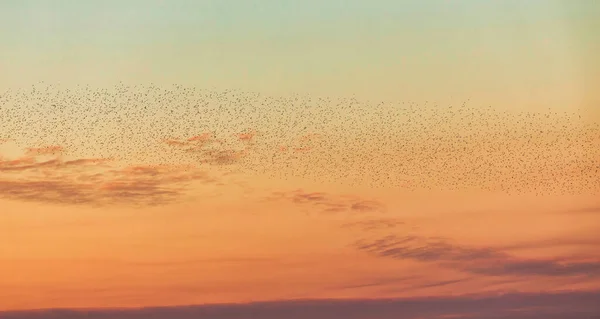 Large Group Birds Flying Background Evening Yellow Blue Sky — Stock Photo, Image