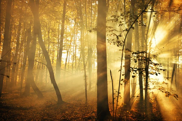 Maravilhoso Amanhecer Floresta Outono Raios Sol Brilham Através Dos Ramos — Fotografia de Stock