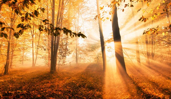 Une Aube Merveilleuse Dans Forêt Automne Les Rayons Soleil Brillent — Photo