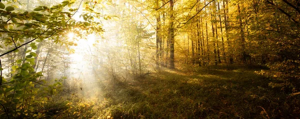 Прекрасный Рассвет Осеннем Лесу Солнечные Лучи Светят Сквозь Ветви Деревьев — стоковое фото