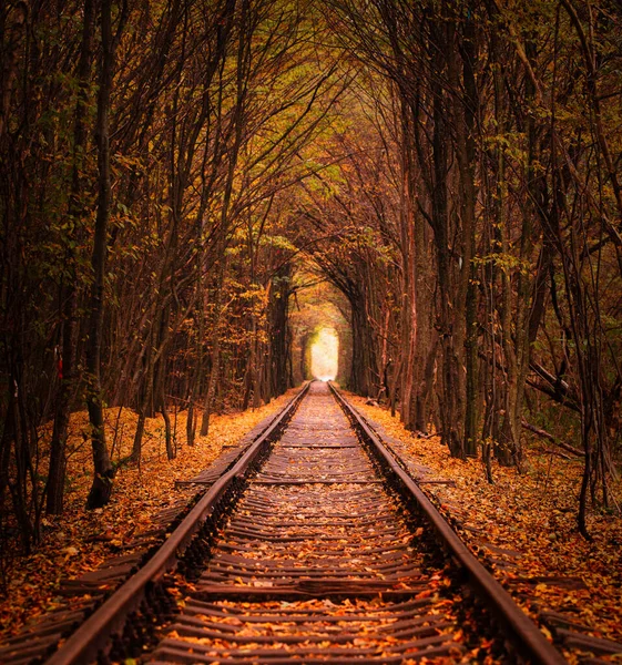 Autumn Tunnel Love Railway Runs Dense Forest Great Place Romantic — Stok fotoğraf