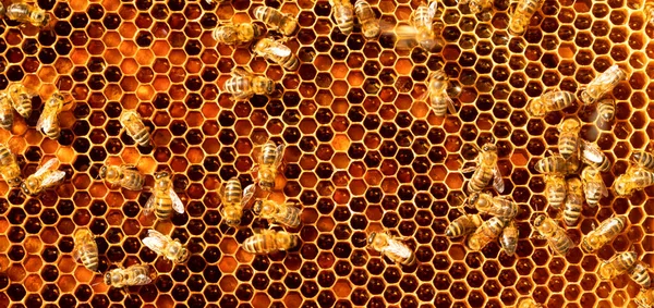 蜂蜜蜜蜂在蜂蜜花粉框架上 摘要自然背景 — 图库照片