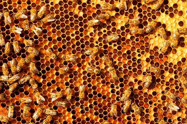 Honey bees on honey pollen frames. Close-up. Abstract natural background.
