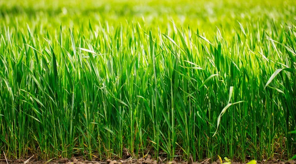 Young green crops of wheat on an agricultural field in the countryside. close-up selective focus.