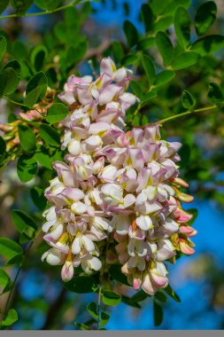 Yeşil yapraklı ve beyaz çiçekli bir akasya dalı. Harika bir bahar günü.