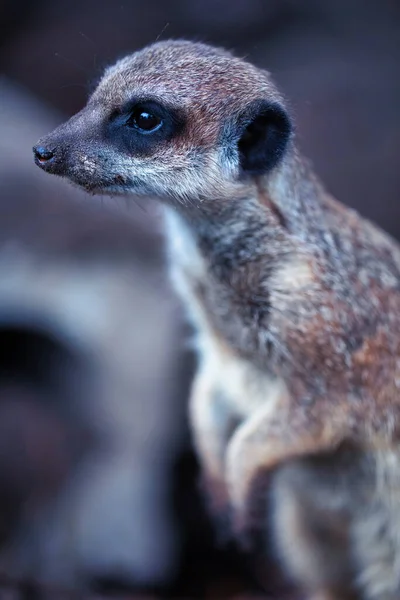 Purceluş Pufos Grădina Zoologică Focalizare Selectivă Aproape Viața Unui Animal — Fotografie, imagine de stoc