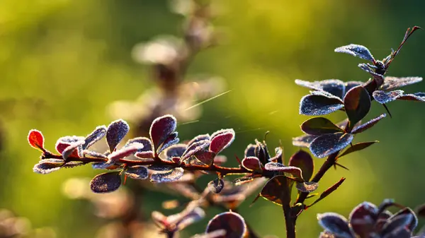 Bérberis Geada Canteiro Flores Jardim Dia Frio Outono — Fotografia de Stock