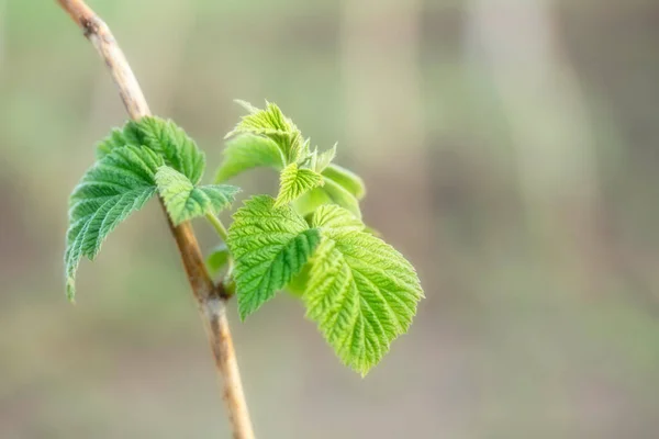 Νεαρά Πράσινα Φύλλα Βατόμουρου Γύρισμα Αφηρημένο Φυσικό Υπόβαθρο — Φωτογραφία Αρχείου