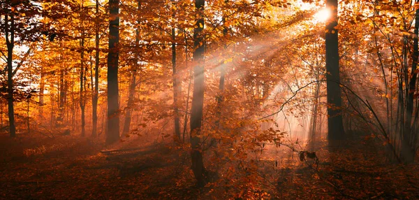 Amanecer Maravilloso Bosque Otoño Los Rayos Del Sol Brillan Entre — Foto de Stock