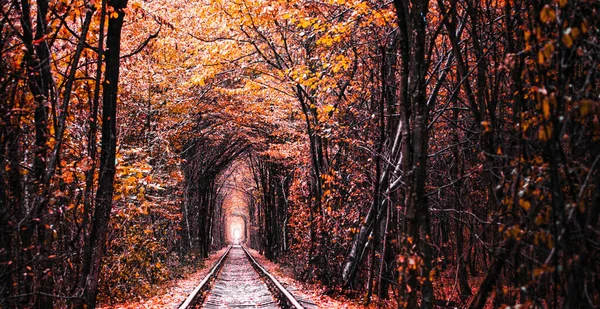 Осенний Туннель Любви Железная Дорога Проходит Через Густой Лес Отличное — стоковое фото