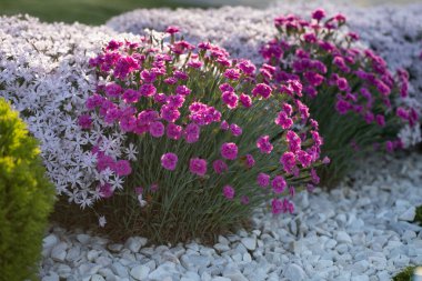 Beyaz mermer çakıl taşlarıyla süslenmiş bir çiçek tarhında pembe karanfiller, manzara tasarımında çiçek açan bitkilerin kullanılması..
