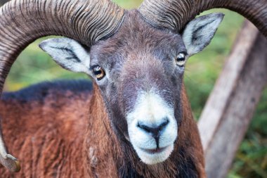 Vahşi bir keçinin kafası ve boynuzları yakın plan. Vahşi bir hayvanın portresi.