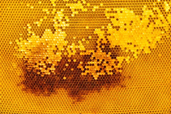Yellow partially packed honey frame. Natural background or texture. close up