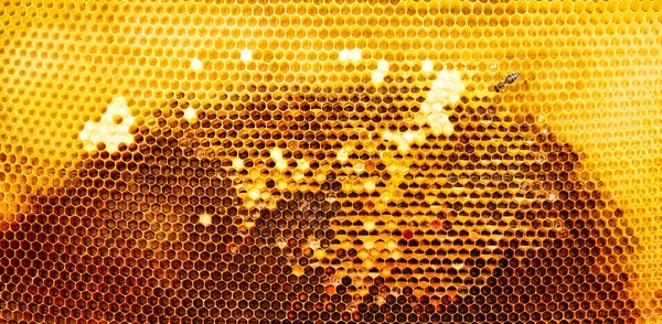 Yellow partially packed honey frame. Natural background or texture. close up