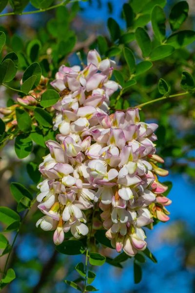 Acácia Ramo Com Folhas Verdes Flor Branca Maravilhoso Dia Primavera — Fotografia de Stock