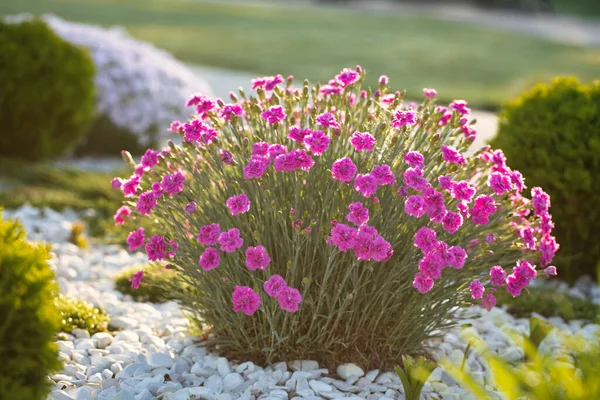 白い大理石の小石で飾られた花壇のピンクのカーネーション 景観デザインでの開花植物の使用 — ストック写真