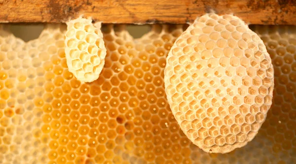 Waben Von Honigbienen Werden Ohne Menschliches Eingreifen Gebaut Natürlicher Abstrakter — Stockfoto