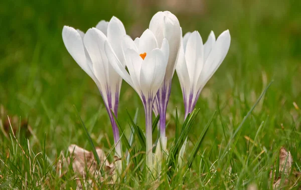 Purple White Crocuses Green Grass — Stock Photo, Image