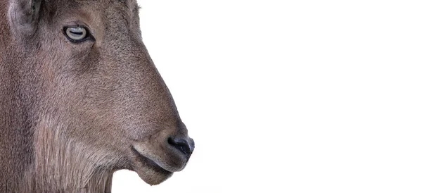 Cabeza Cuernos Una Cabra Salvaje Sobre Fondo Blanco Retrato Animal — Foto de Stock