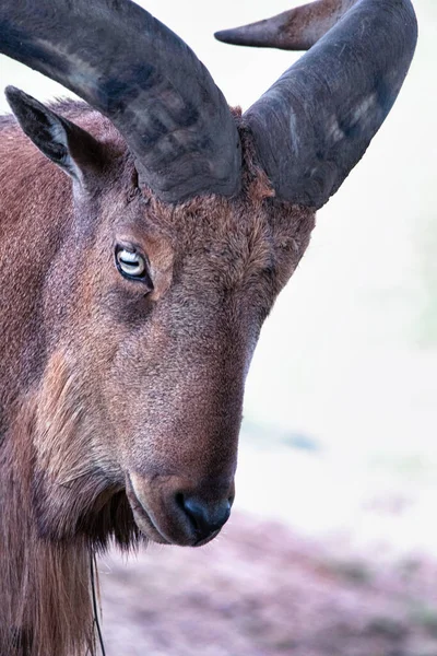 Cabeça Chifres Uma Cabra Selvagem Close Retrato Animal Selvagem — Fotografia de Stock