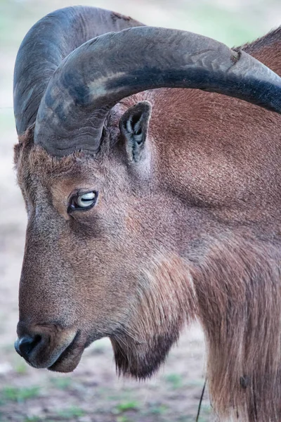 野生のヤギのクローズアップの頭と角 野生動物の肖像 — ストック写真