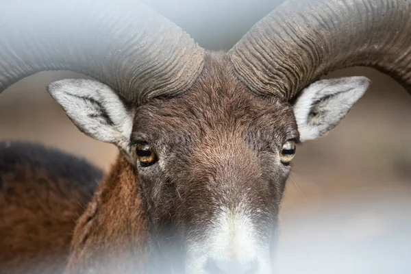 野生のヤギのクローズアップの頭と角 野生動物の肖像 — ストック写真