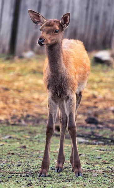 Ung Kvinnlig Kronhjort Zoo Stor Park Selektivt Fokus — Stockfoto