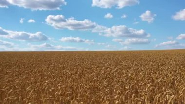 Sahada sarı olgunlaşmış buğday, drone manzaralı. Mavi gökyüzü ve yeşil dereler, harika kırsal tarım arazisi.