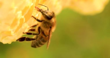 Bal arıları bal petekleri üzerinde çalışıyor, yakın plan, seçici