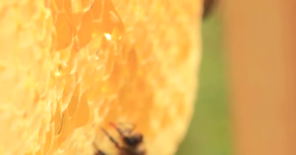 Pszczoły Miodne Pracujące Nad Plastrami Miodu Zbliżenie Selektywne — Wideo stockowe