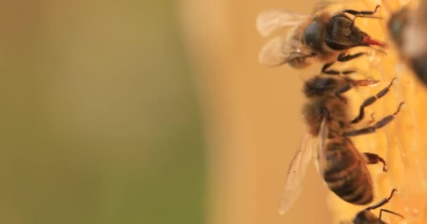 Bal Arıları Bal Petekleri Üzerinde Çalışıyor Yakın Plan Seçici — Stok video