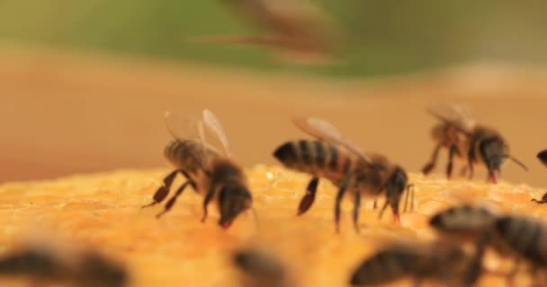 Honungsbin Som Arbetar Med Honungskakor Närbild Selektiv — Stockvideo