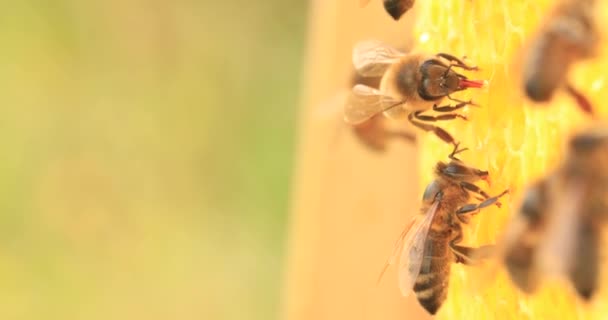 Méhek Akik Méhsejteken Dolgoznak Közeli Szelektív — Stock videók