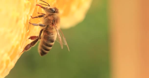 Pszczoły Miodne Pracujące Nad Plastrami Miodu Zbliżenie Selektywne — Wideo stockowe