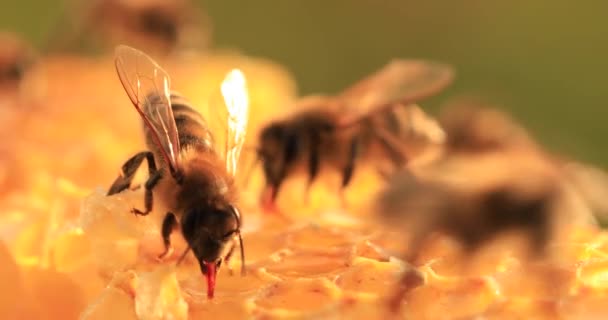 Μέλισσες Που Εργάζονται Κηρήθρες Κοντινό Πλάνο Επιλεκτική — Αρχείο Βίντεο